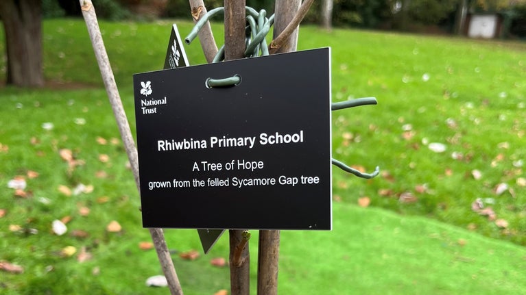 A close up of a tag attached to a tree sapling. The tag is black with white writing that says, 'Rhiwbina Primary School, A Tree of Hope grown from the felled Sycamore Gap tree.'